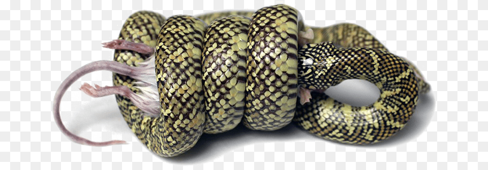 Snake Image Background Snake Constriction, Animal, Reptile, King Snake Free Png