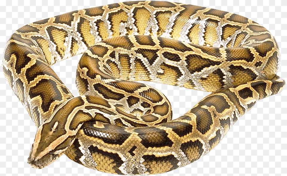 Snake Image For Download Burmese Python No Background, Animal, Reptile, Rock Python Free Png