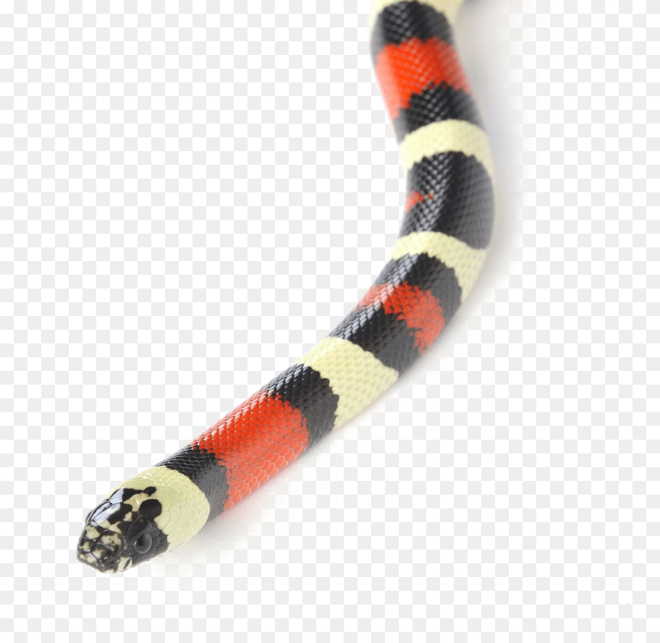 Snake Milk Snake, Animal, King Snake, Reptile Png Image