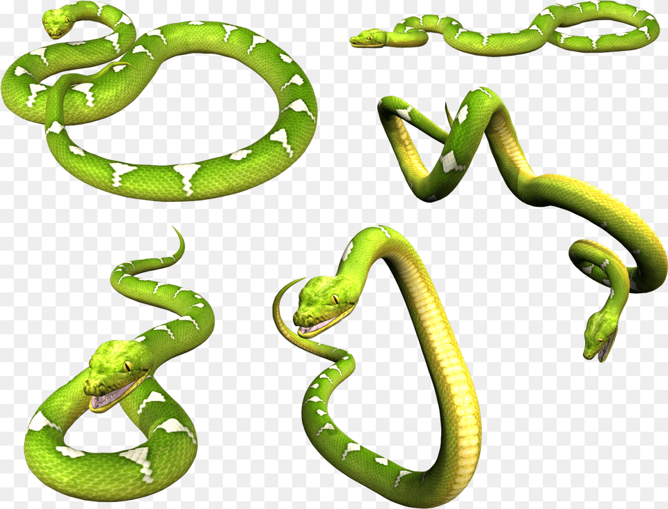 Snake Image Picture Download Portable Network Graphics, Animal, Reptile, Green Snake Free Transparent Png