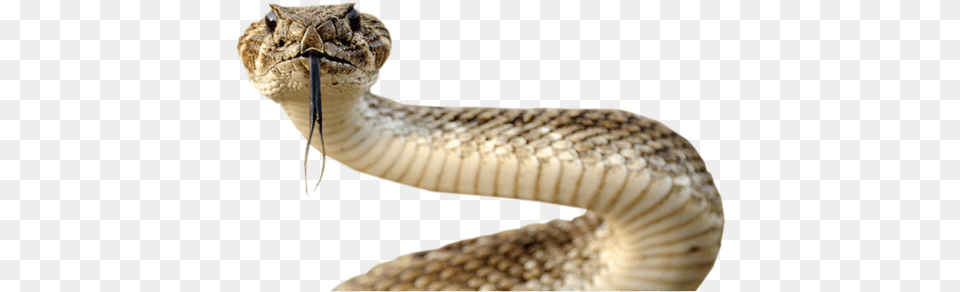 Snake Image Picture Download Rattle Snake In Telugu, Animal, Reptile, Rattlesnake Png