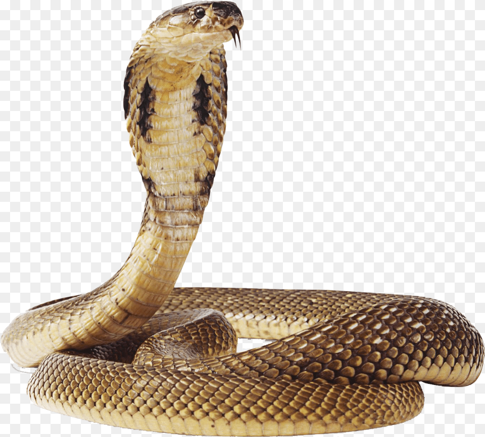 Snake Image Snake Background, Animal, Cobra, Reptile Free Transparent Png