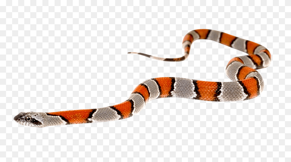 Snake Transparent Snake, Animal, Reptile, King Snake Png Image