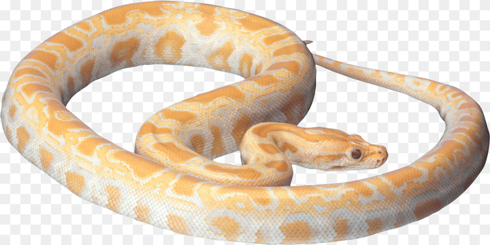 Snake Image White And Orange Snake, Animal, Reptile, Rock Python Free Transparent Png