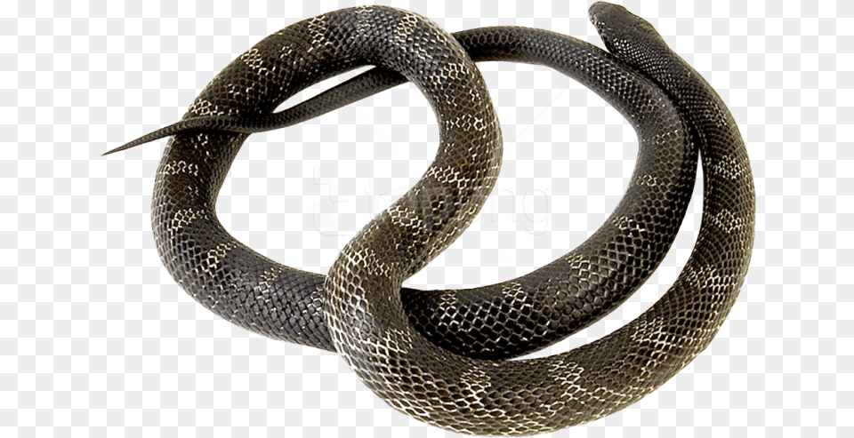 Snake Images Background Common Kingsnake, Animal, Reptile Png