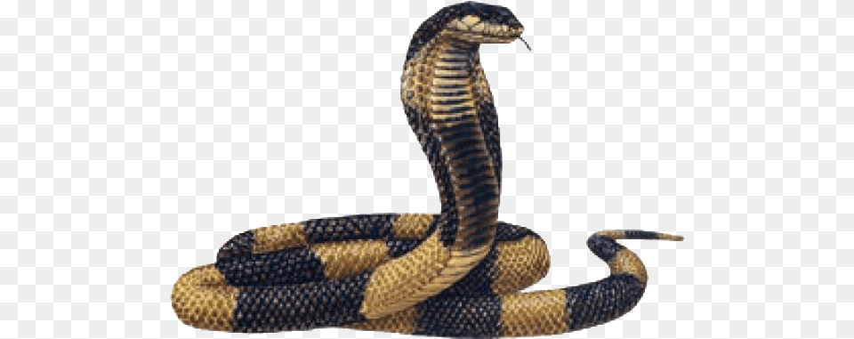 Snake Images Background Egyptian Cobra Background, Animal, Reptile Free Png