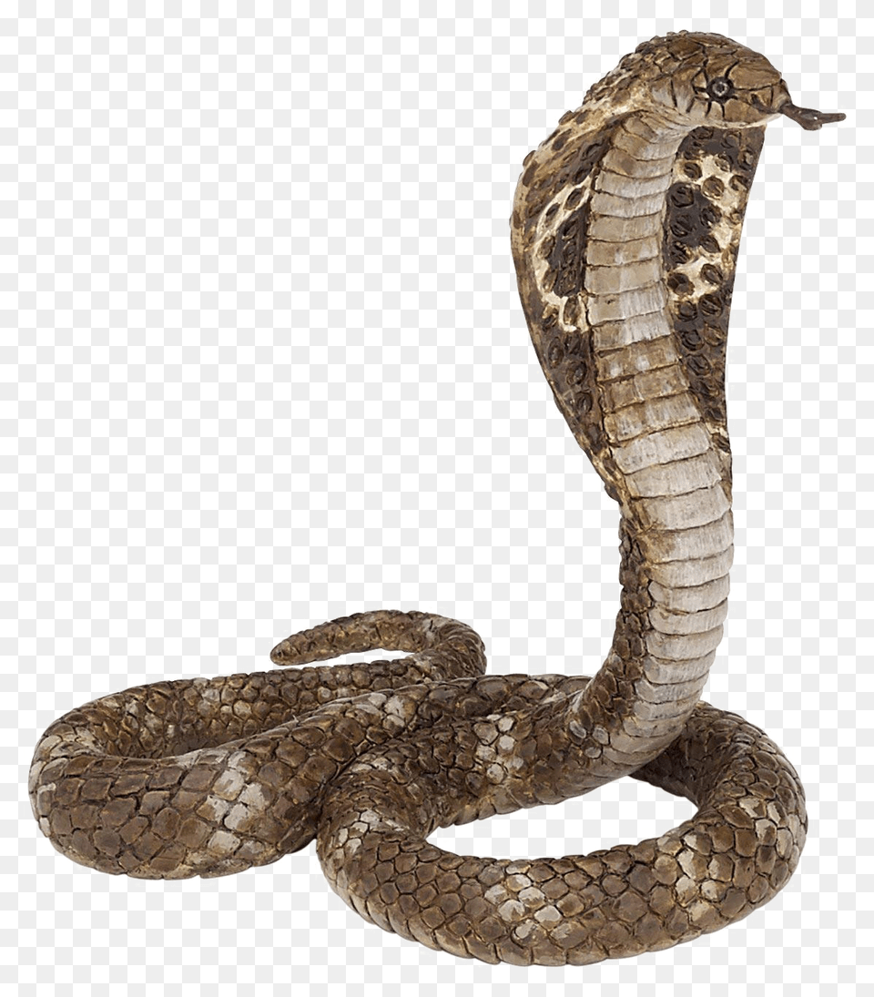 Snake Images Transparent Background King Cobra, Animal, Reptile Free Png