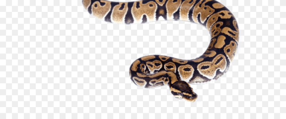 Snake In Water, Animal, Reptile, Rock Python, Mammal Free Transparent Png