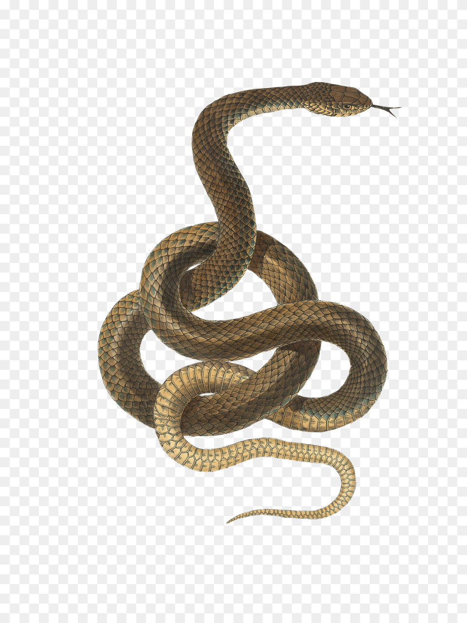 Snake Light Brown, Animal, Reptile Png