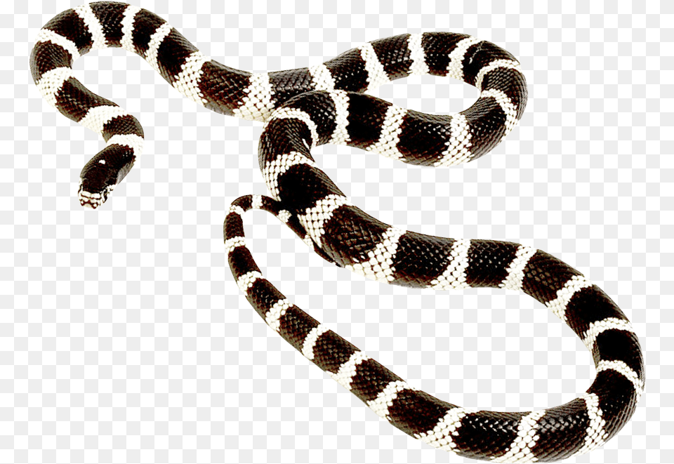 Snake Long Post Malone Goodbyes Cover, Animal, King Snake, Reptile Free Png