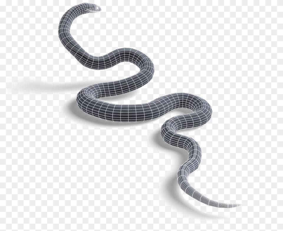 Snake On Clear Background, Animal, Reptile, Sea Life, Sea Snake Png Image