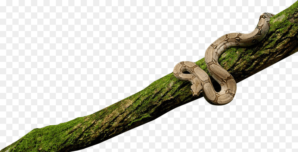 Snake On Tree, Animal, Reptile Free Png Download