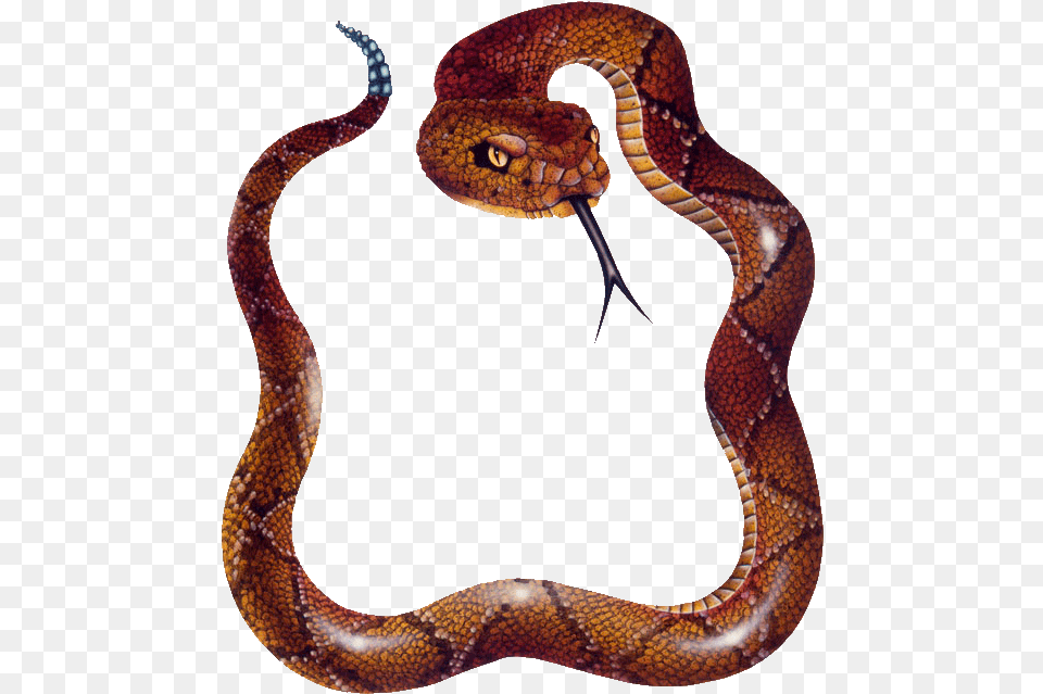 Snake Photos Watersnake, Animal, Reptile Free Png