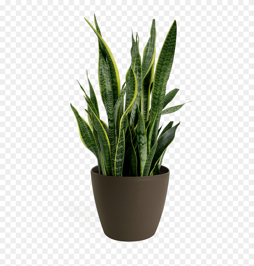 Snake Plant, Jar, Planter, Potted Plant, Pottery Png Image