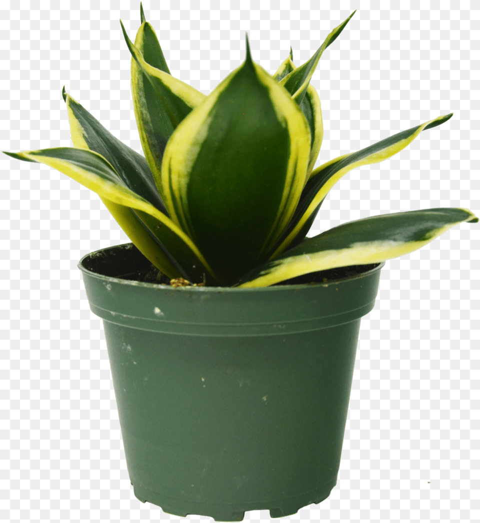 Snake Plant In Pot Houseplant, Potted Plant, Leaf Free Transparent Png