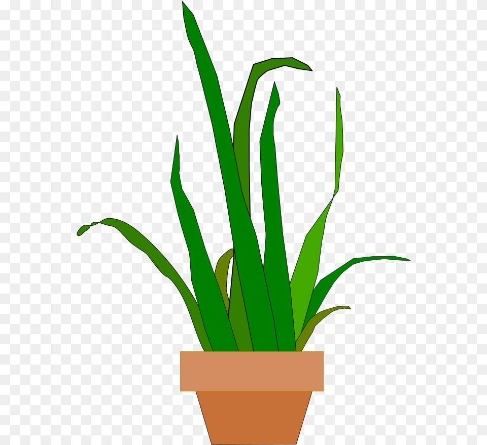 Snake Plant Svg, Person, Leaf, Potted Plant Free Png