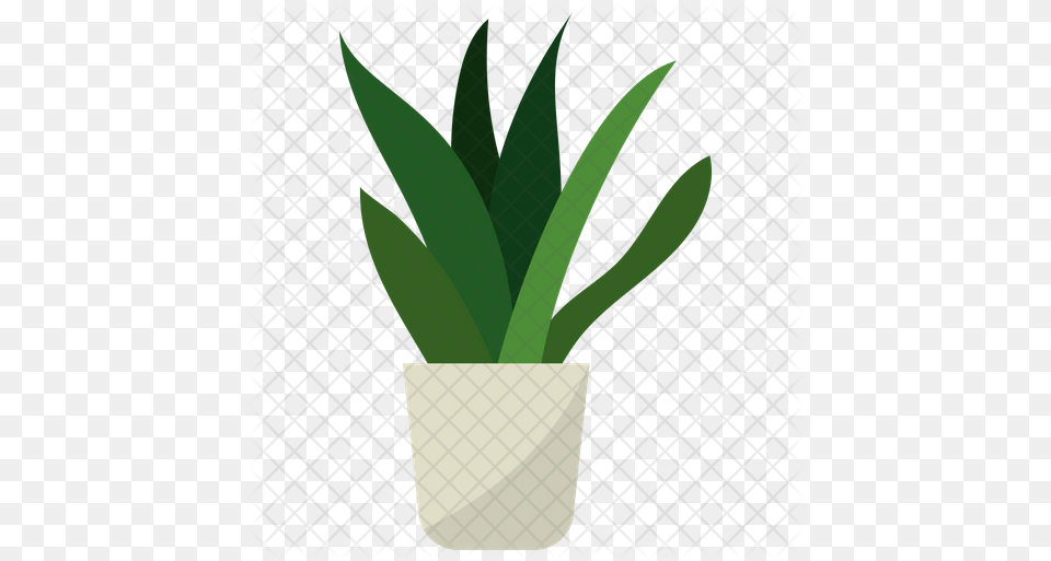 Snake Plant Vector Icon Plant Vector, Leaf, Potted Plant, Jar, Planter Free Png
