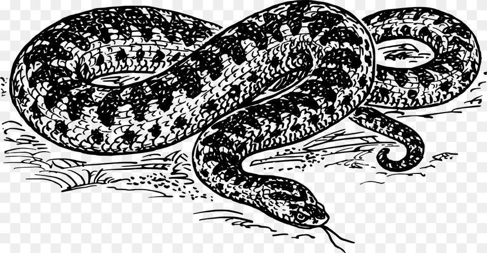 Snake Reptile Dangerous Hiss Wildlife Viper Anaconda Black And White Clipart, Gray Png Image