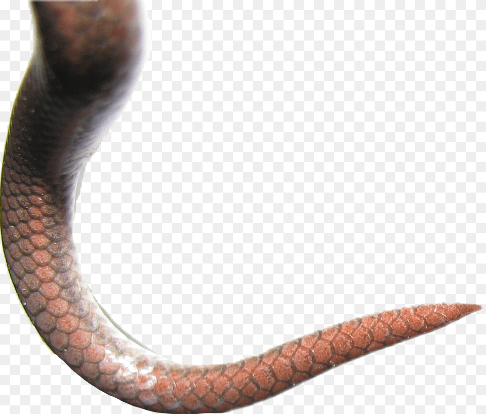 Snake Scales Snake Tail Transparent Background, Animal, Reptile, Cobra Png