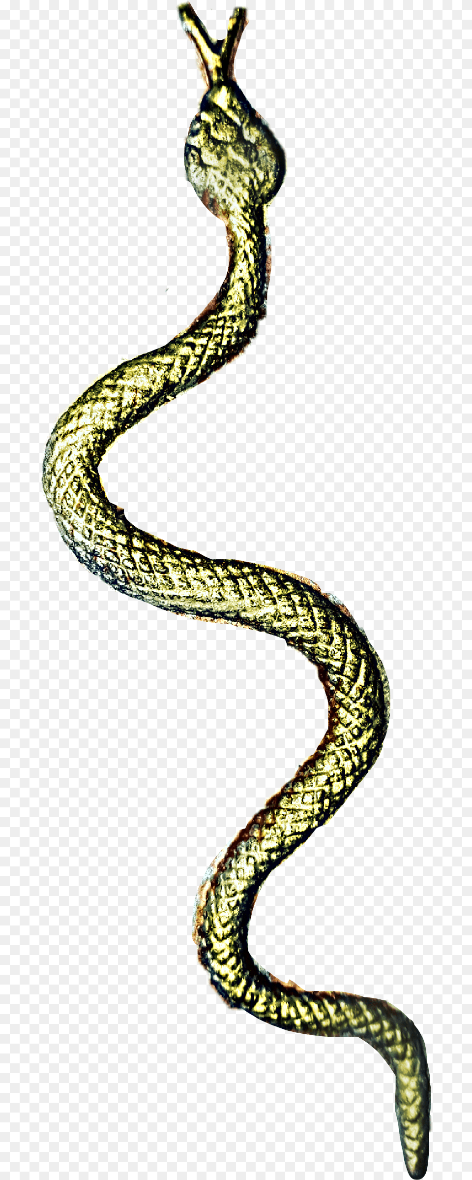 Snake Serpent, Animal, Reptile Png