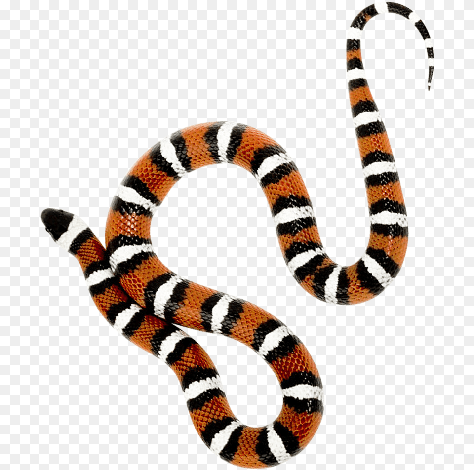 Snake Snake, Animal, King Snake, Reptile Png Image