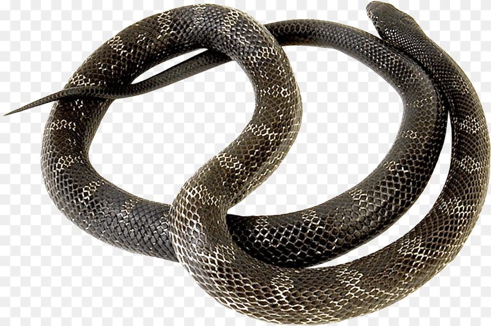 Snake Snakes, Animal, Reptile, King Snake Png Image