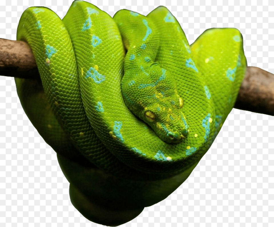Snake Snakes Snakeu Reptiles Reptile Green Freetoedit Love Snakes, Animal, Green Snake Free Transparent Png
