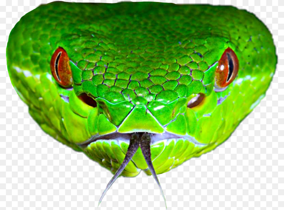 Snake Sticker Smooth Greensnake, Animal, Reptile, Green Snake Png