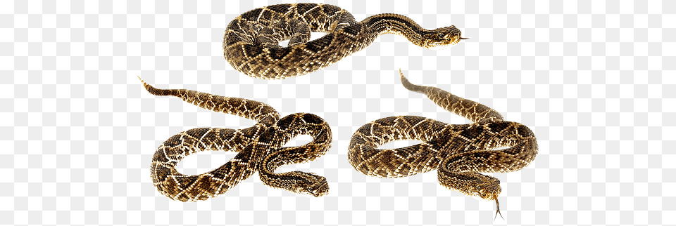 Snake Terrarium Bastards Animals Camo Veno Pine Snake No Background, Animal, Reptile, Rattlesnake Png Image