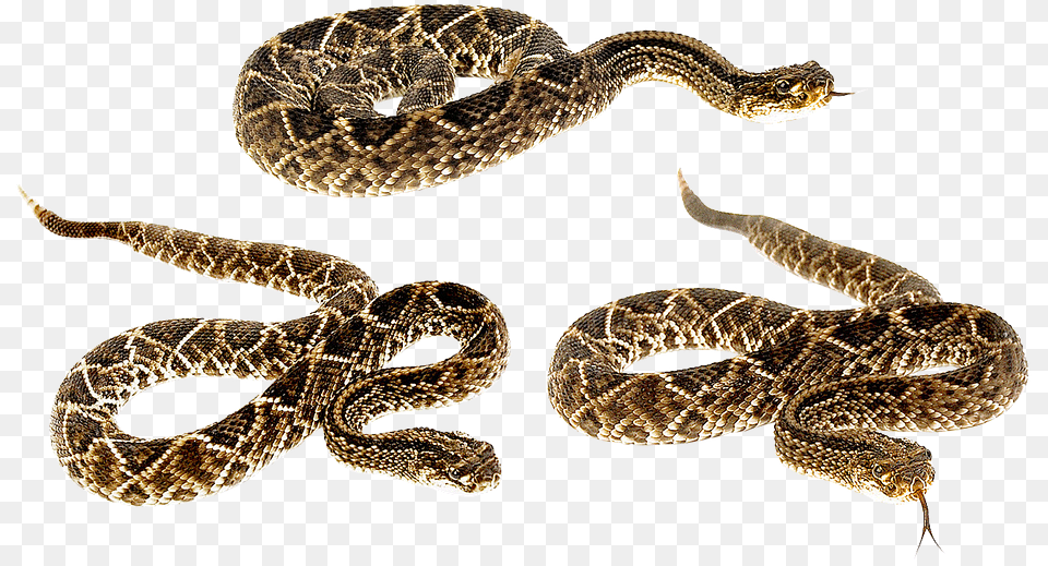 Snake Terrarium Bastards Animals Camo Venomous Snake Tail, Animal, Reptile, Rattlesnake Png Image