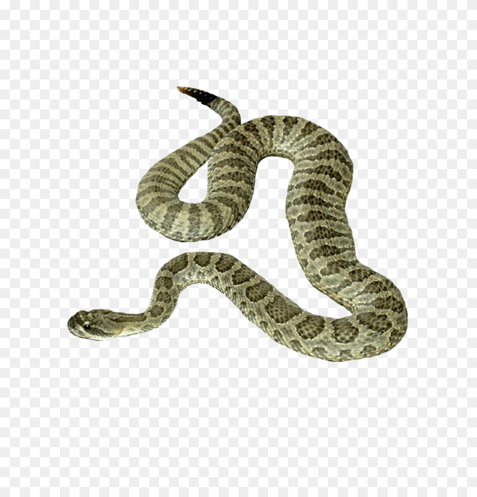 Snake Transparent 1 Snake, Animal, Reptile, Rattlesnake Png Image