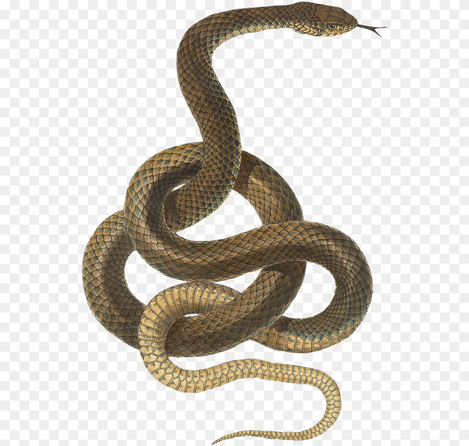 Snake Transparent 4 Transparent Transparent Background Snake Clipart, Animal, Reptile Free Png