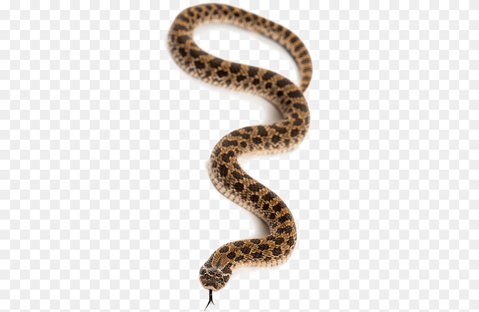 Snake Transparent Animal Snake, Reptile, Rattlesnake Free Png