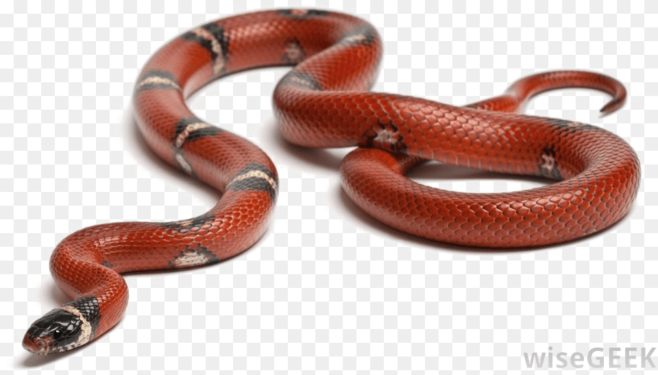 Snake Background Food Chain And Food Web Examples, Animal, Reptile, King Snake Free Transparent Png
