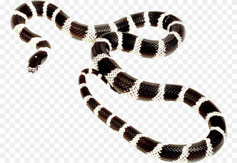 Snake Transparent Background Post Malone Goodbyes Album Cover, Animal, King Snake, Reptile Free Png