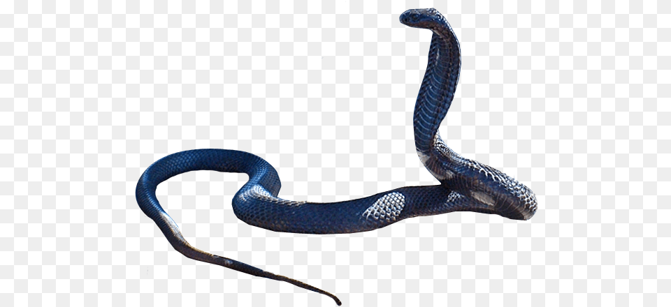 Snake Transparent Black Snake, Animal, Reptile, Cobra Free Png Download