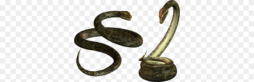 Snake Transparent Image And Clipart, Animal, Reptile, Rock Python Free Png