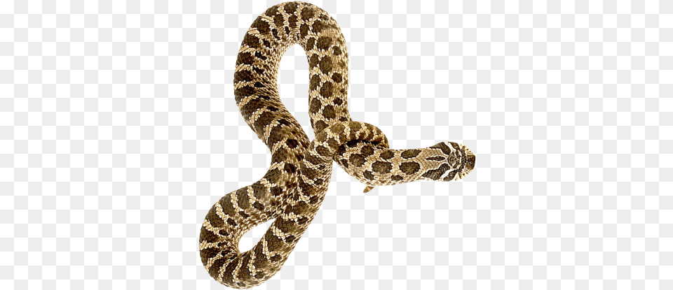 Snake Transparent Image Snake, Animal, Reptile, Rattlesnake Free Png