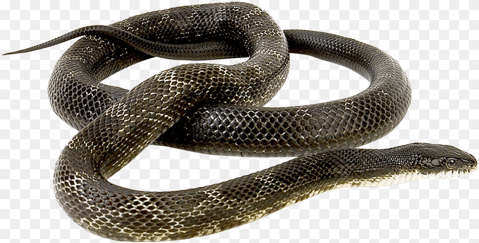 Snake Transparent Snake, Animal, Reptile Png Image