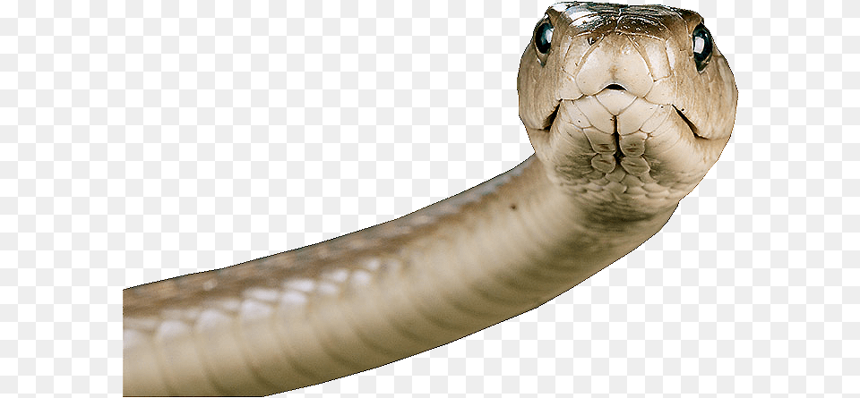 Snake Transparent Image Snake Face, Animal, Reptile, Cobra Png