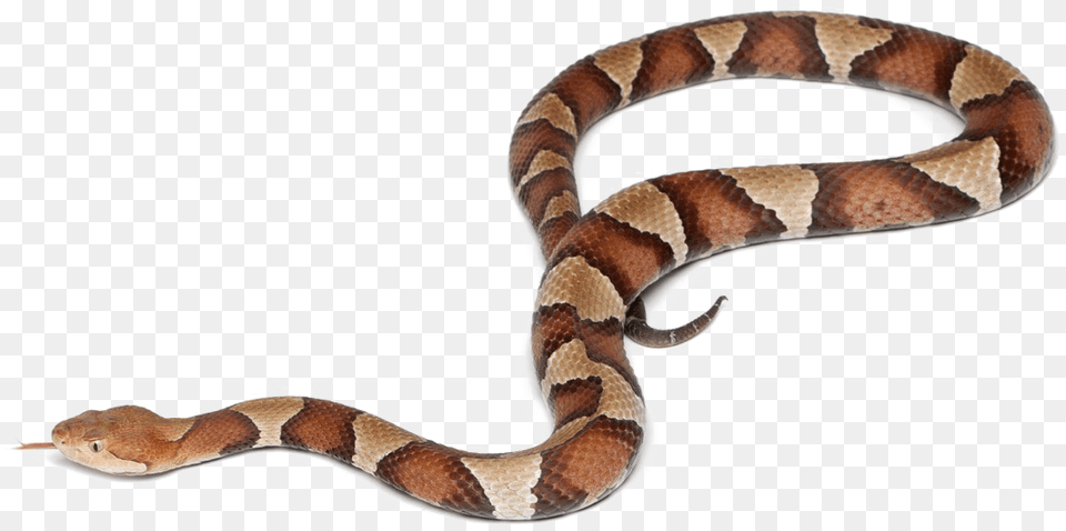 Snake Transparent Snake On Transparent Background, Animal, Reptile, King Snake Png
