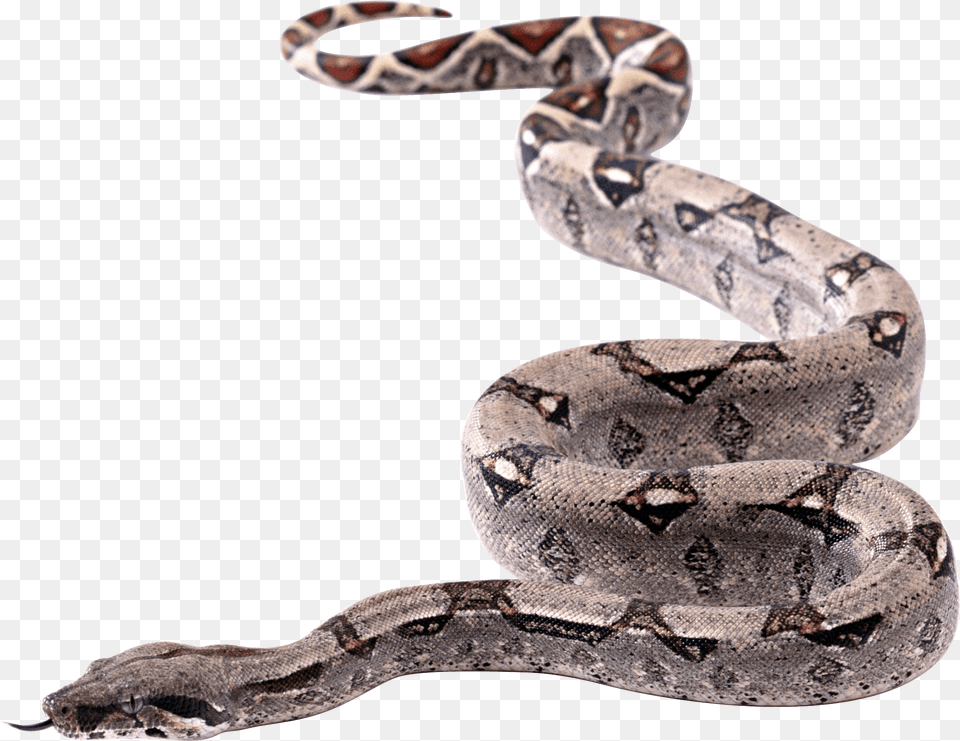 Snake Transparent Snakes With Transparent Background, Animal, Reptile Free Png