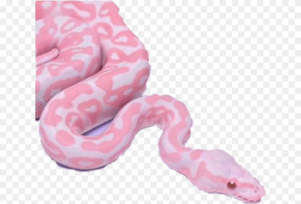 Snake Vaporwave Aesthetic Aestheticvaporwave Snakes In Pink Colour, Animal, Reptile Free Png