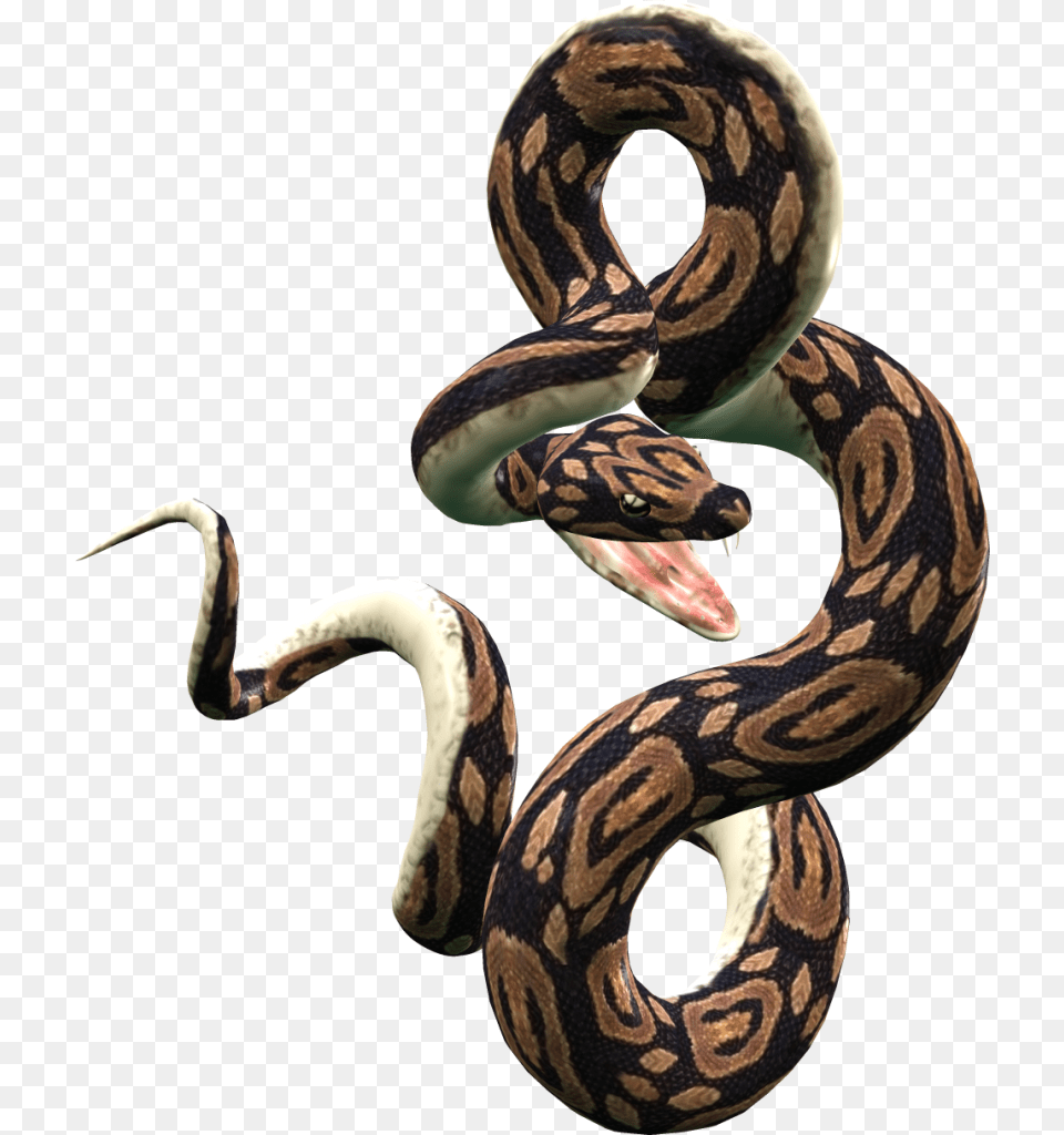 Snake Vector Clipart, Animal, Reptile, Rock Python Png Image