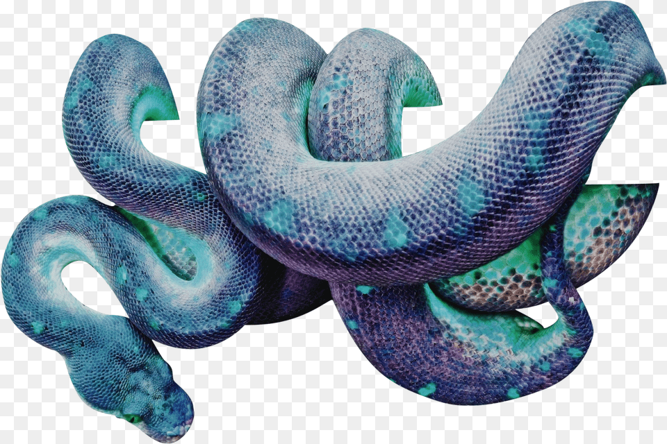 Snake Wrapped Around, Animal, Reptile Png Image