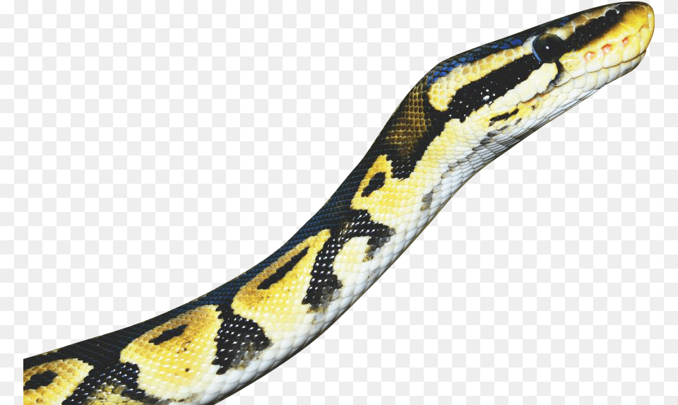 Snake Yellow Transparent Background Snake, Animal, Reptile, Rock Python Free Png Download
