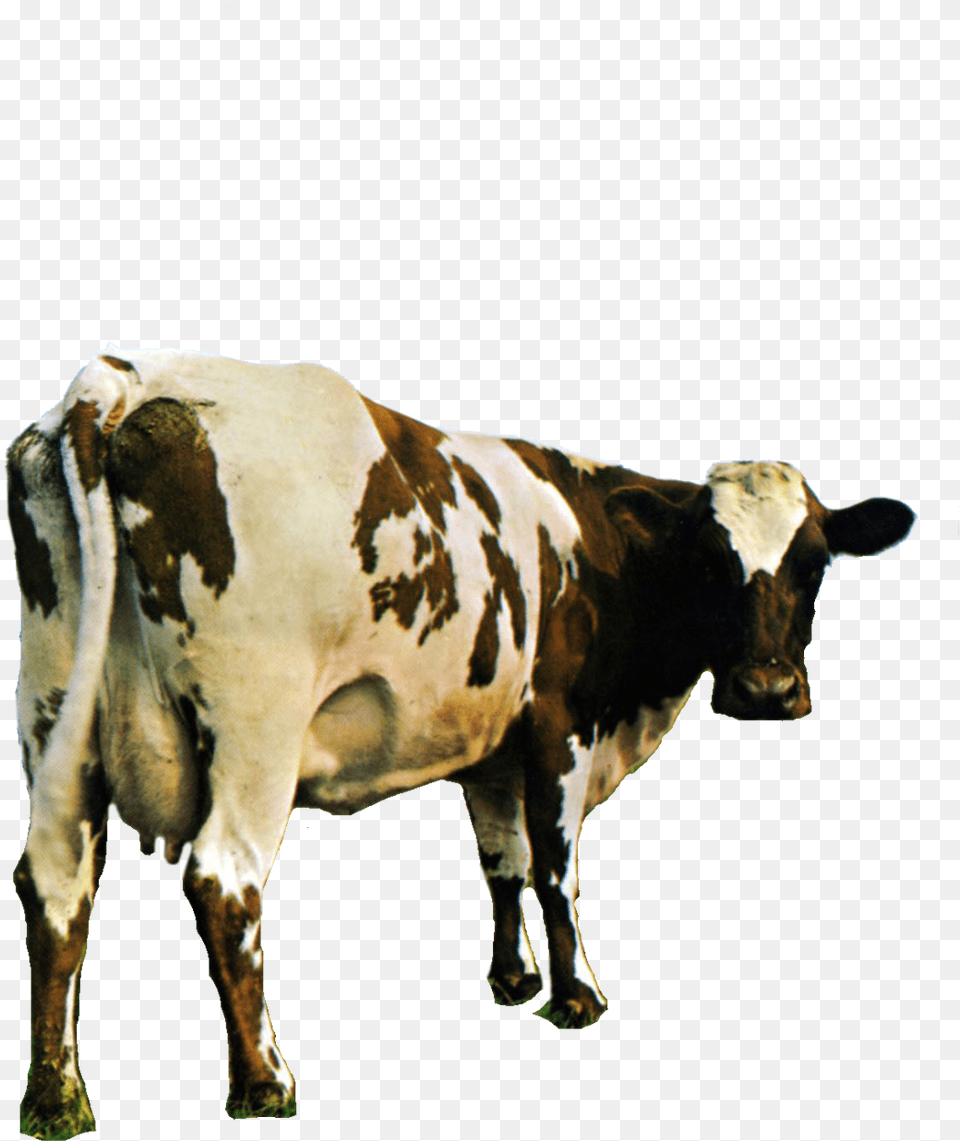Snake Your Beard Hurts U2014 Pink Floyd Cow For Pink Floyd Atom Heart Mother, Animal, Cattle, Dairy Cow, Livestock Free Transparent Png