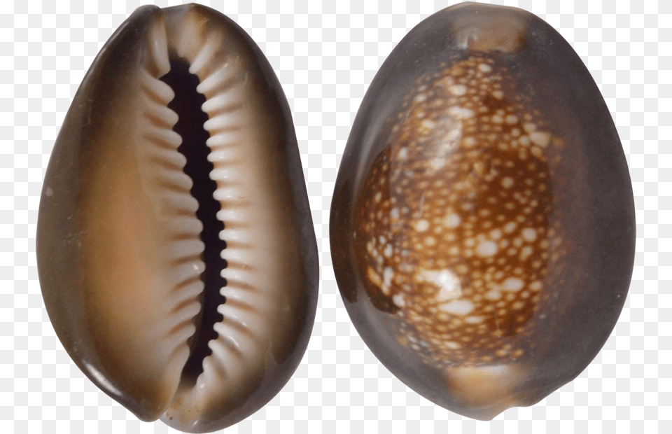 Snakehead Cowrie Craft Seashells 1 1 Insect, Animal, Clam, Food, Invertebrate Free Png Download