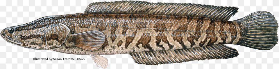 Snakehead Info Snake Fish In Georgia, Animal, Sea Life, Perch Png