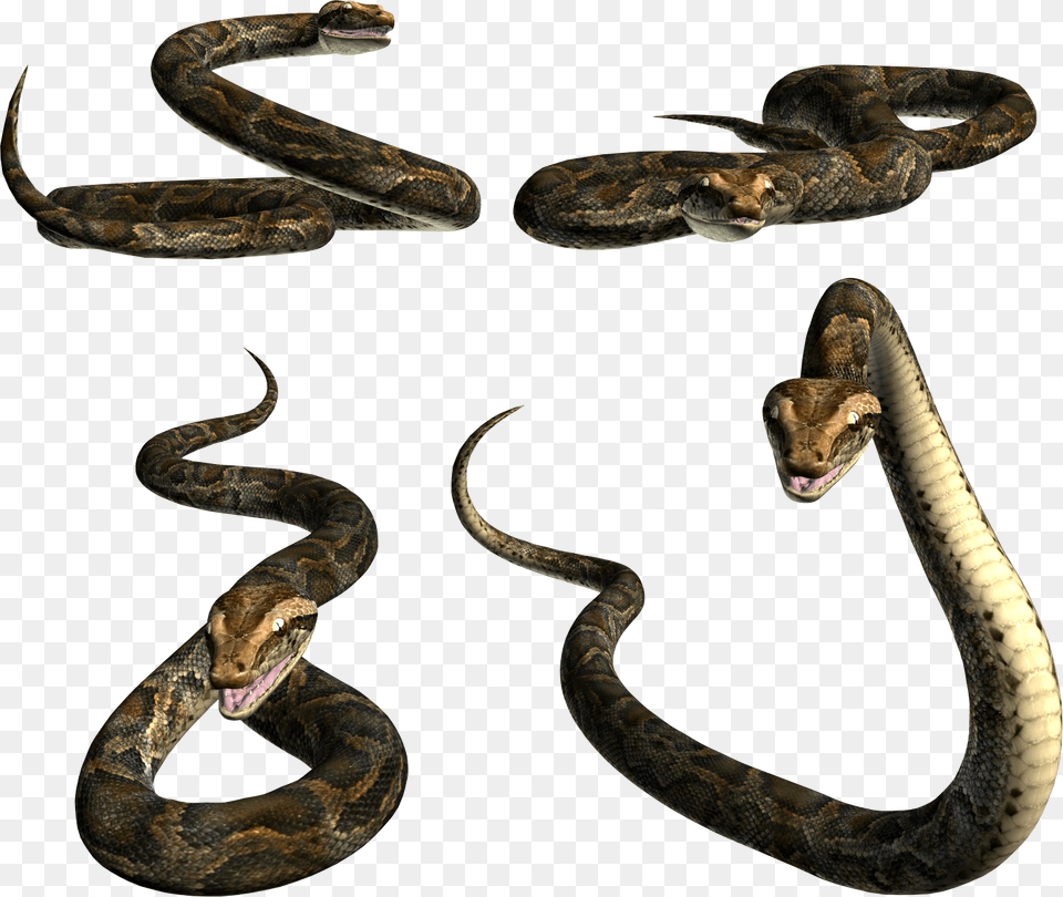 Snakes, Animal, Reptile, Snake Png